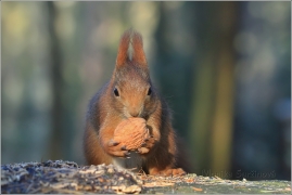 <p>VEVERKA OBECNÁ (Sciurus vulgaris)    /Red squirrel - Eichhörnchen/</p>
